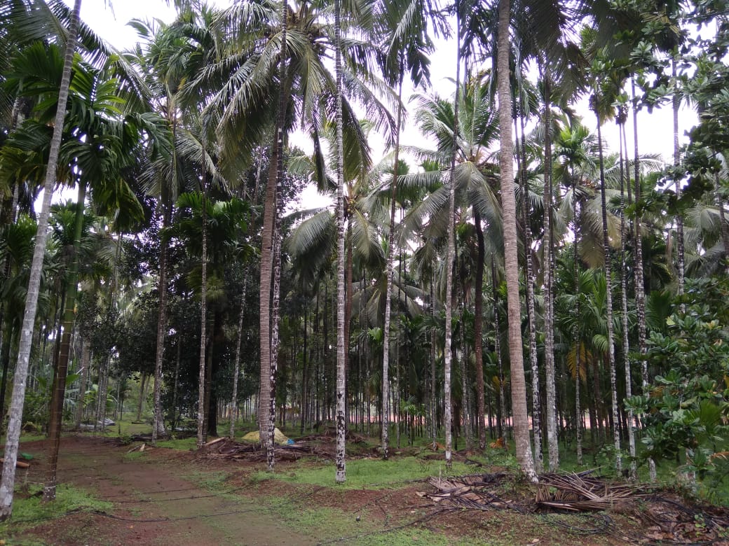 16 Acres Agriculture Land for sale at Navunda ( Byndoor Taluk) Udupi