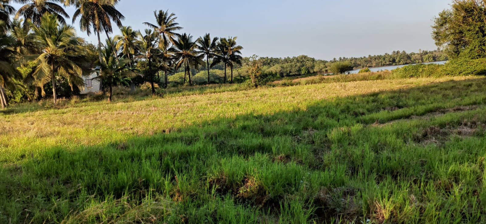 34 Cents Agriculture land for Sale at Katapady | Udupi Property