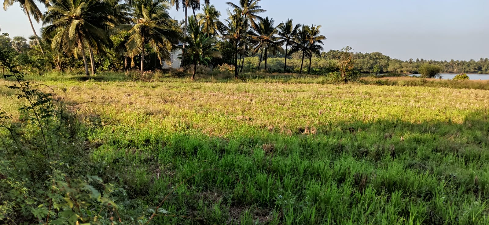 34 Cents Agriculture land for Sale at Katapady | Udupi Property